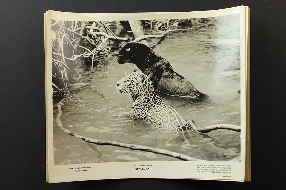 ジャングル・キャットの画像