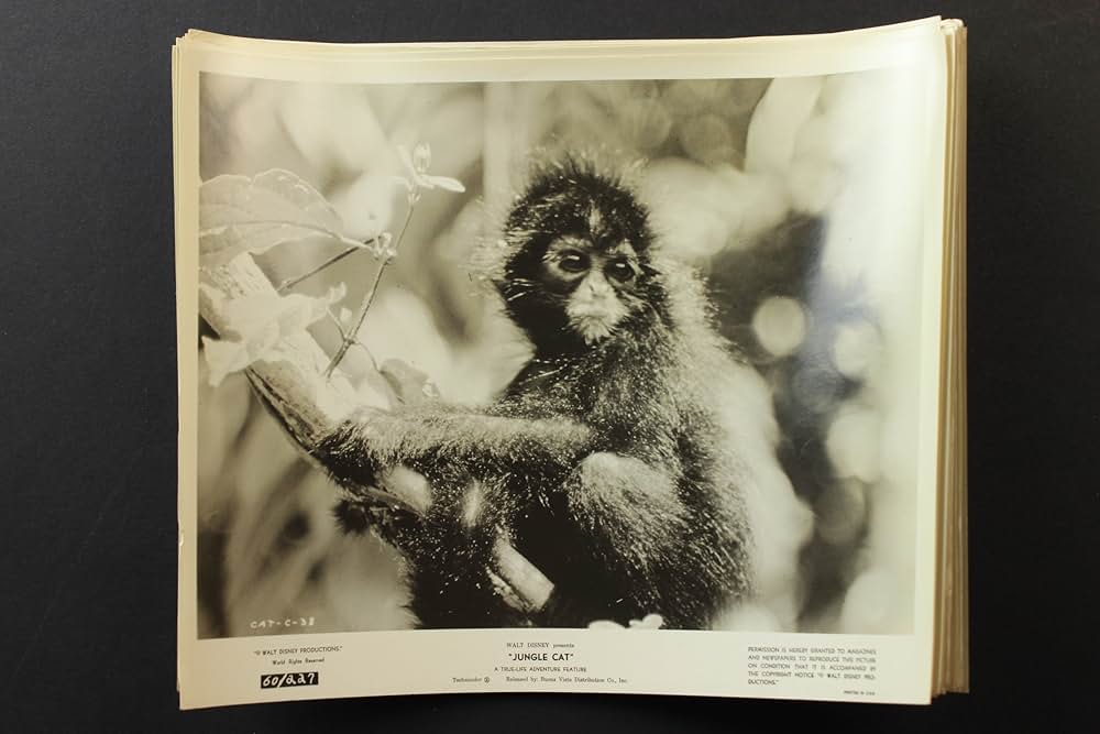 ジャングル・キャットの画像