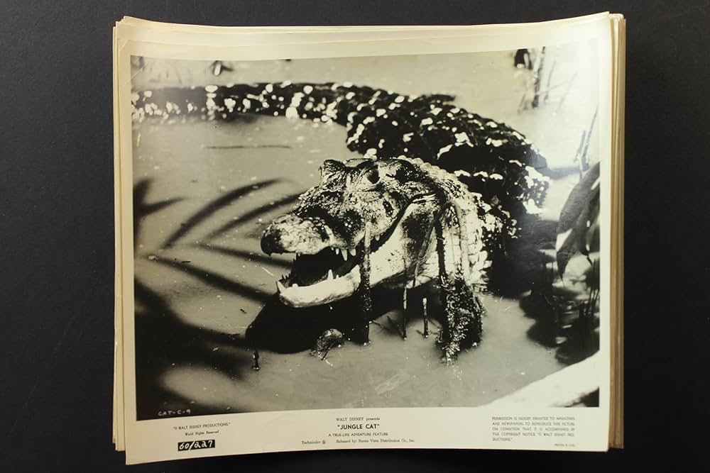 ジャングル・キャットの画像