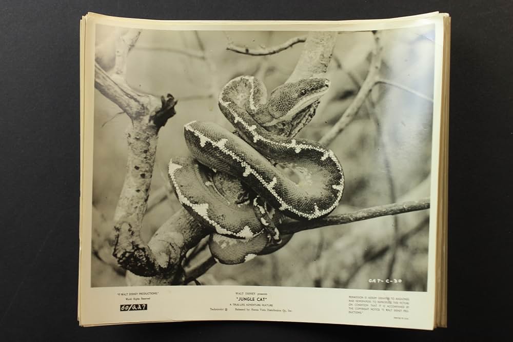 ジャングル・キャットの画像