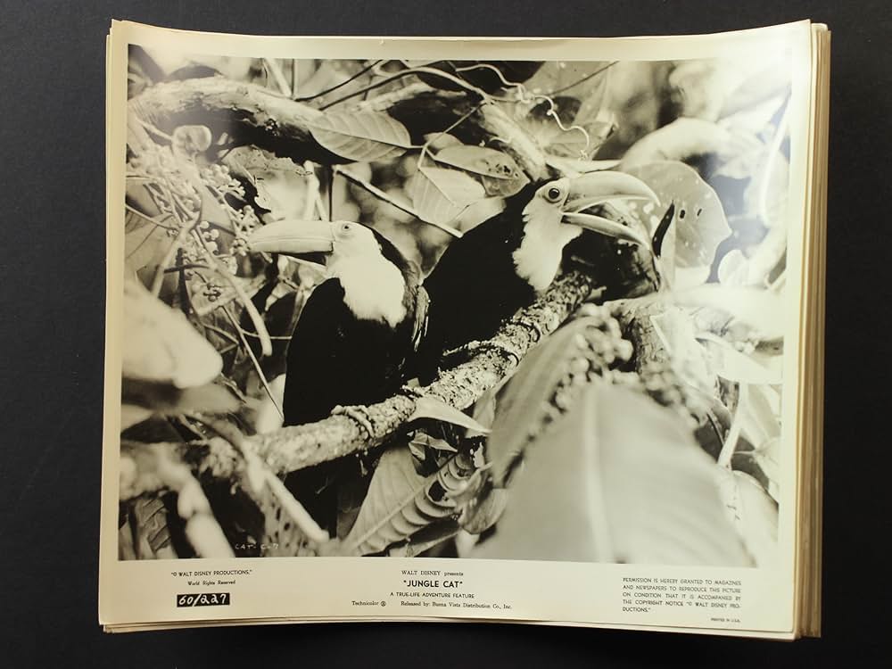 ジャングル・キャットの画像