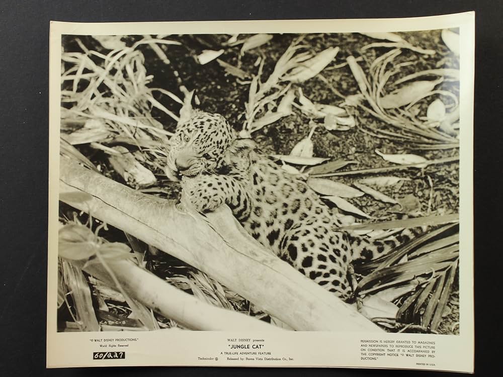 ジャングル・キャットの画像