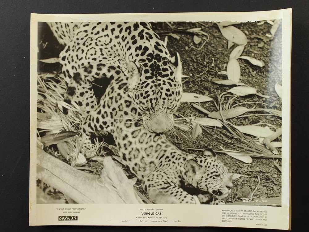 ジャングル・キャットの画像