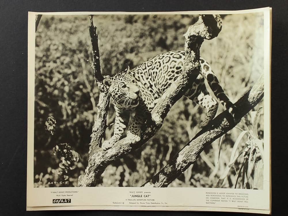 ジャングル・キャットの画像