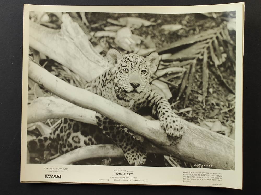 ジャングル・キャットの写真