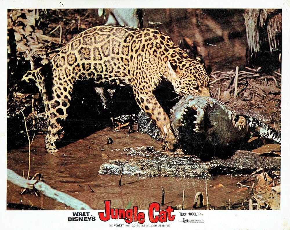 「ジャングル・キャット」の画像