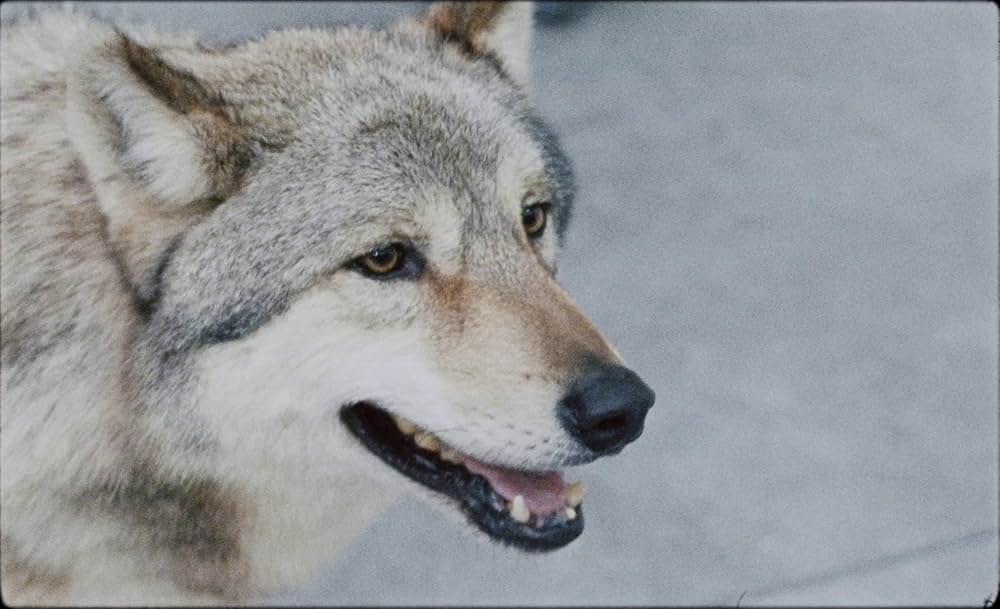 幸福なラザロの画像