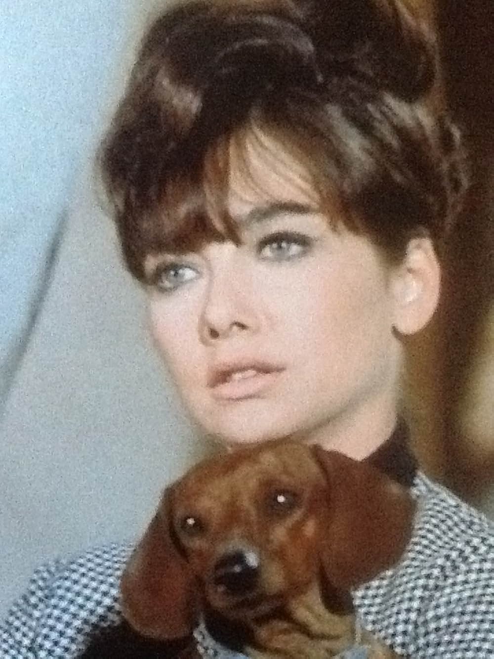 猛犬ご注意の画像