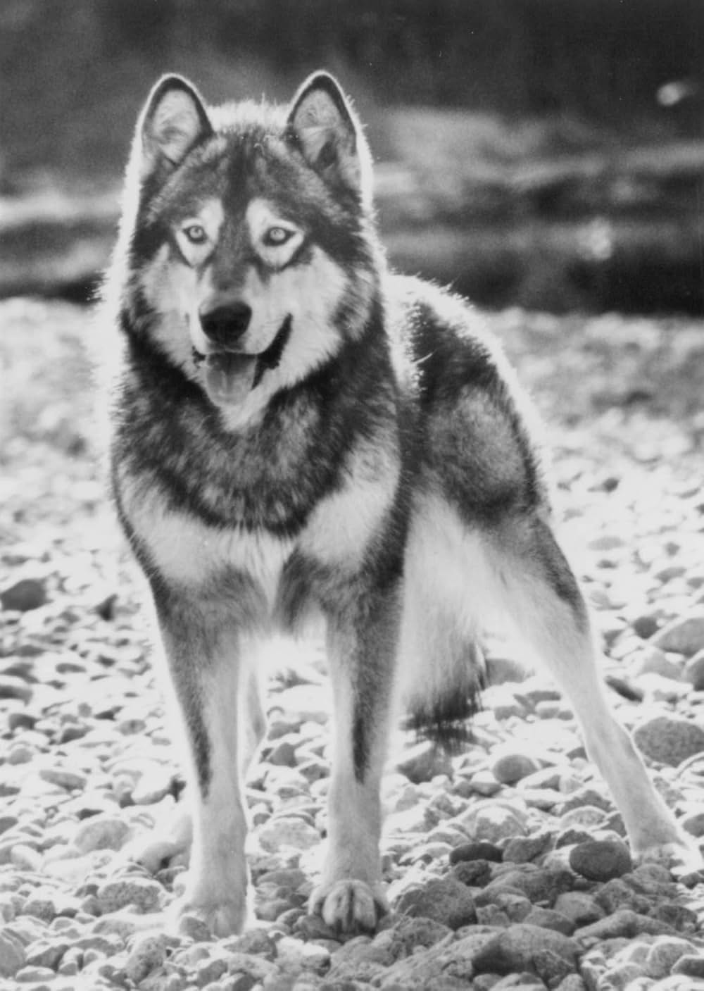 ホワイトファング2／伝説の白い牙の画像