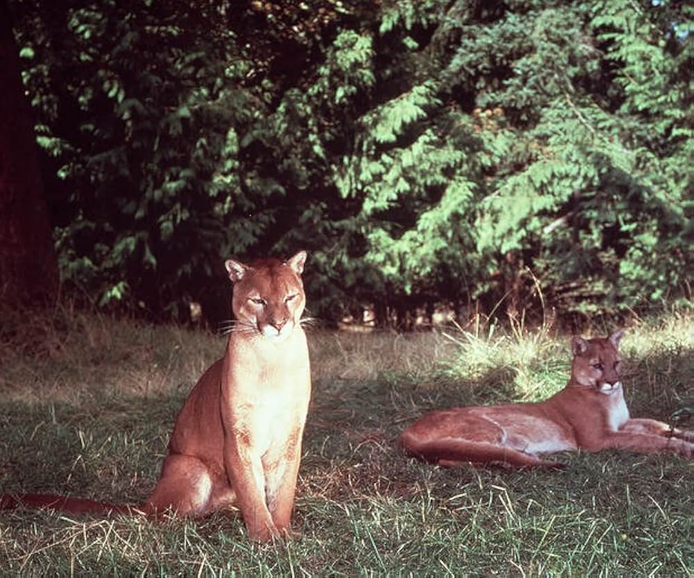 母親クーガーの一生の画像