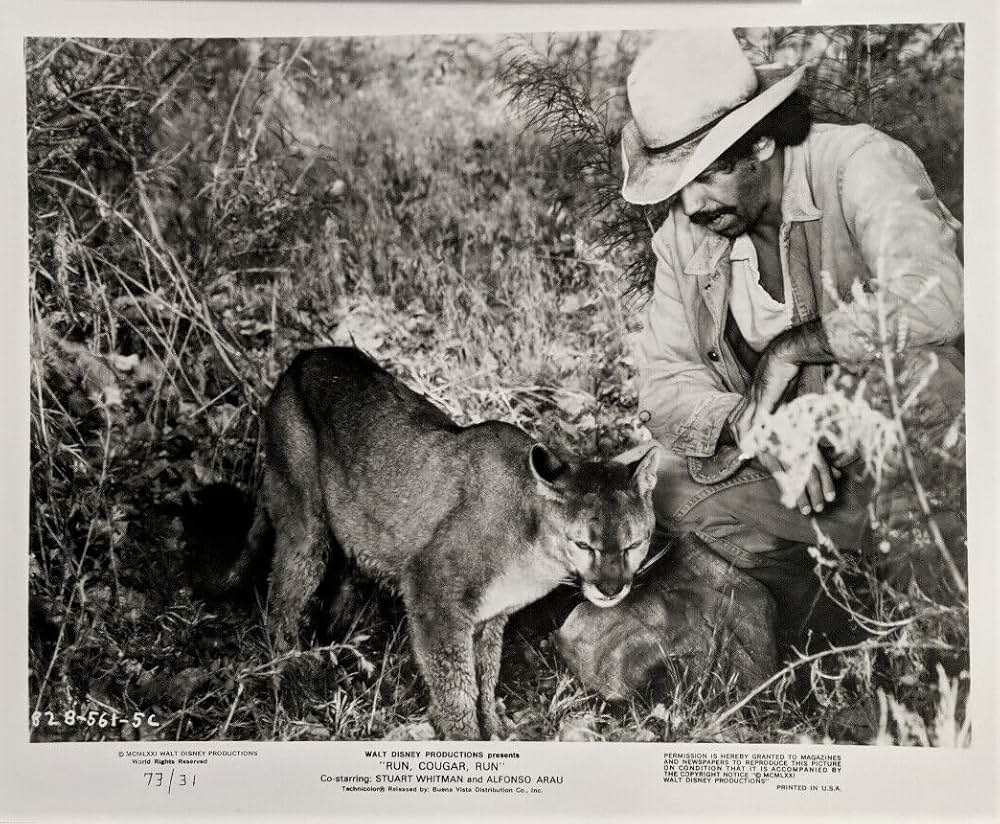 母親クーガーの一生の画像