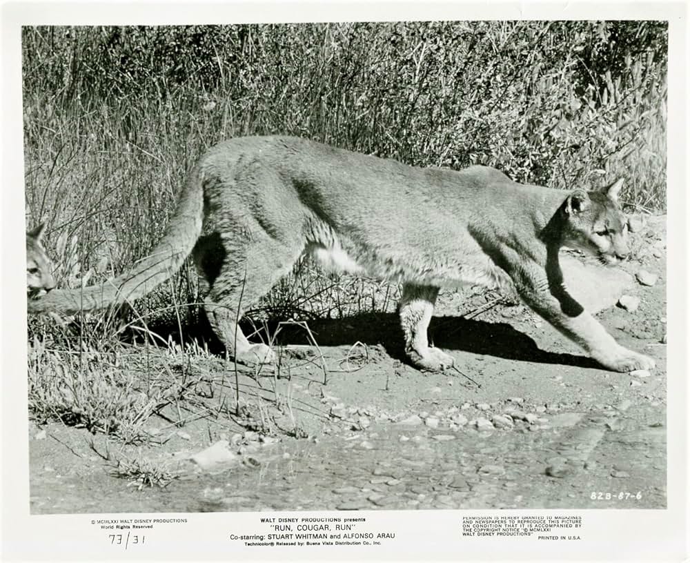 母親クーガーの一生の画像