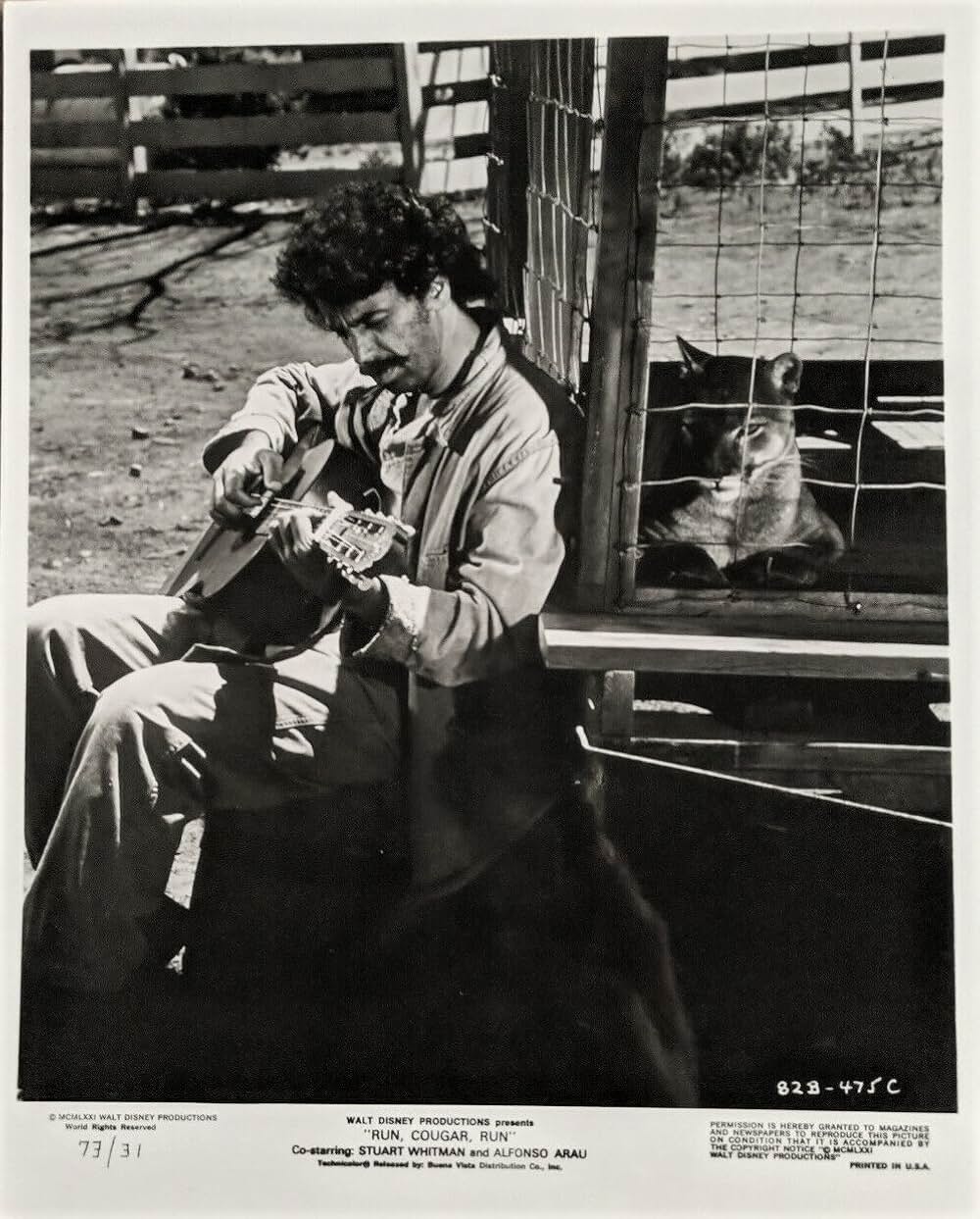 母親クーガーの一生の画像