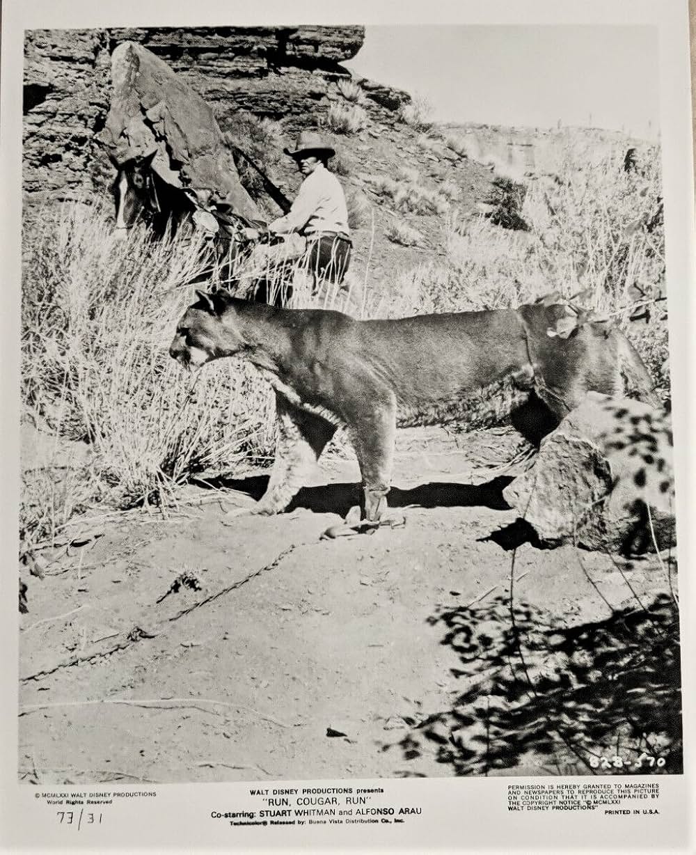 母親クーガーの一生の画像