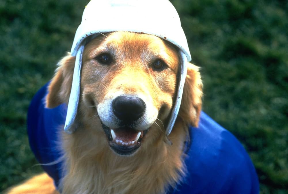 エア・バディ2の画像