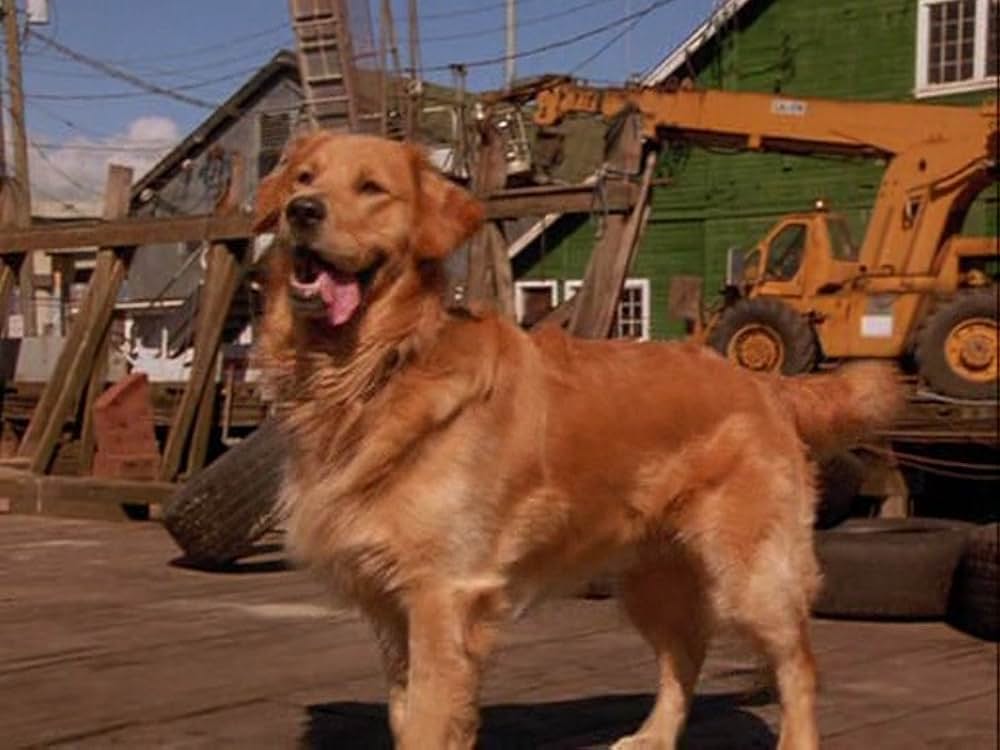 エア・バディ2の画像