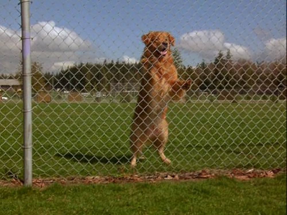 エア・バディ2の画像