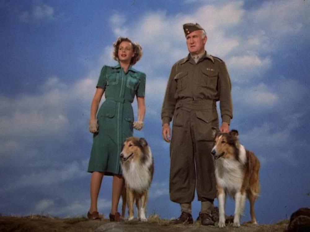 名犬ラッシー／ラッシーの息子の画像