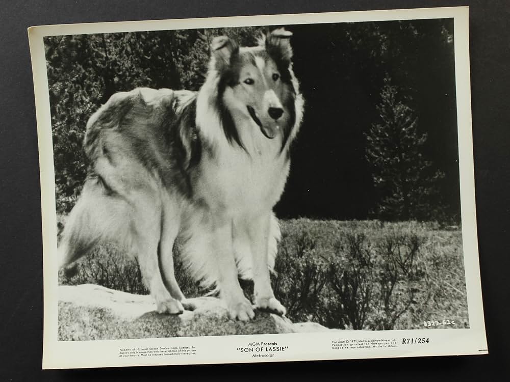 名犬ラッシー／ラッシーの息子の写真
