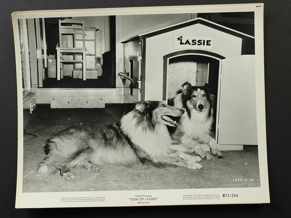 名犬ラッシー／ラッシーの息子の画像