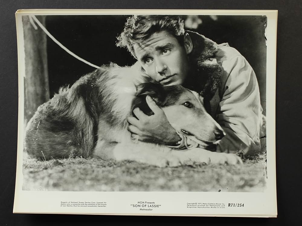 名犬ラッシー／ラッシーの息子の画像