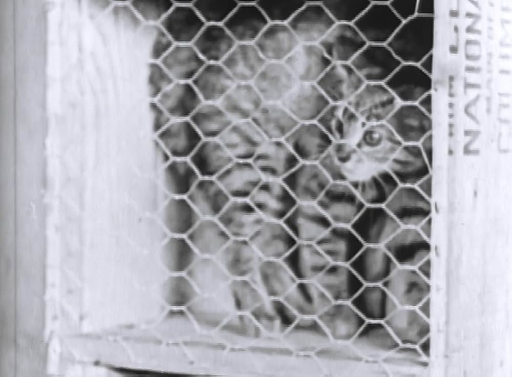 突貫がらくた列車／ちびっ子ギャングの突貫ガラクタ列車の画像