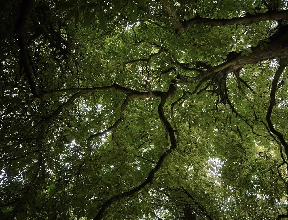 コット、はじまりの夏の画像