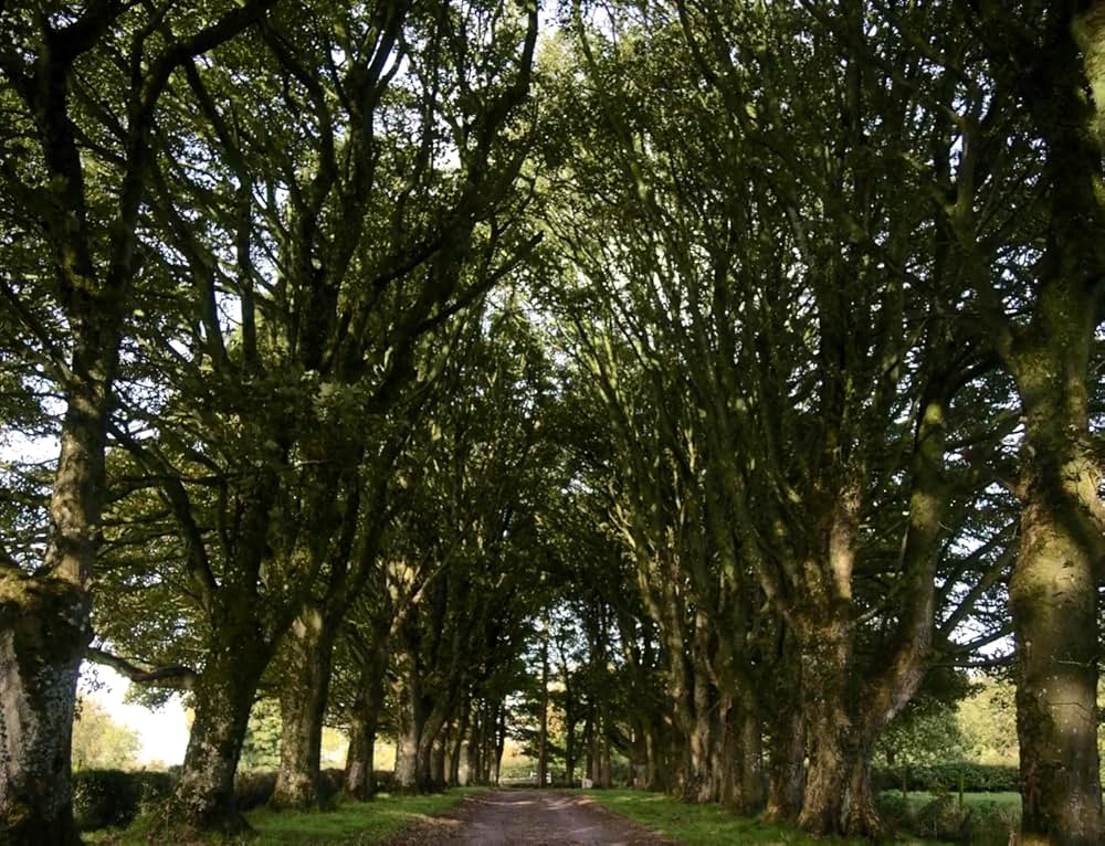 コット、はじまりの夏の画像