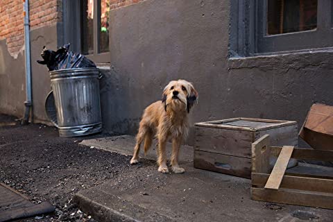 「ベンジー」の画像