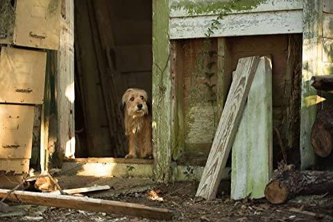 「ベンジー」の画像