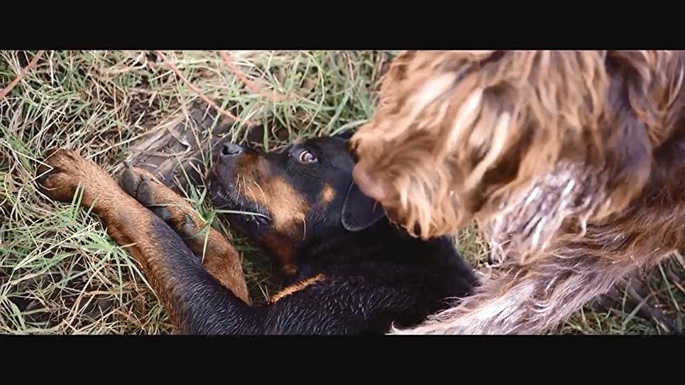 「ベンジー」の画像