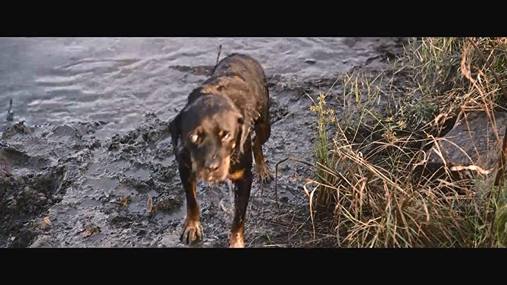 「ベンジー」の画像