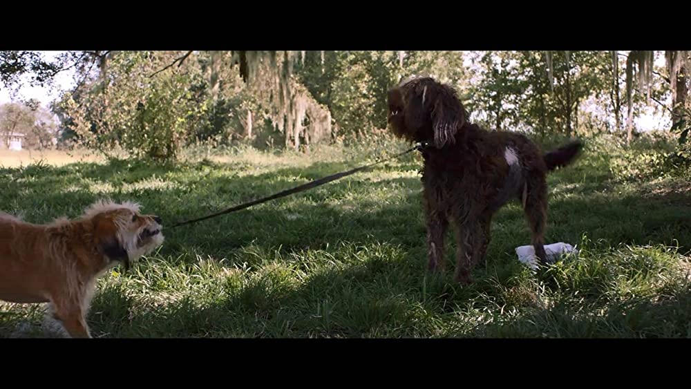 「ベンジー」の画像