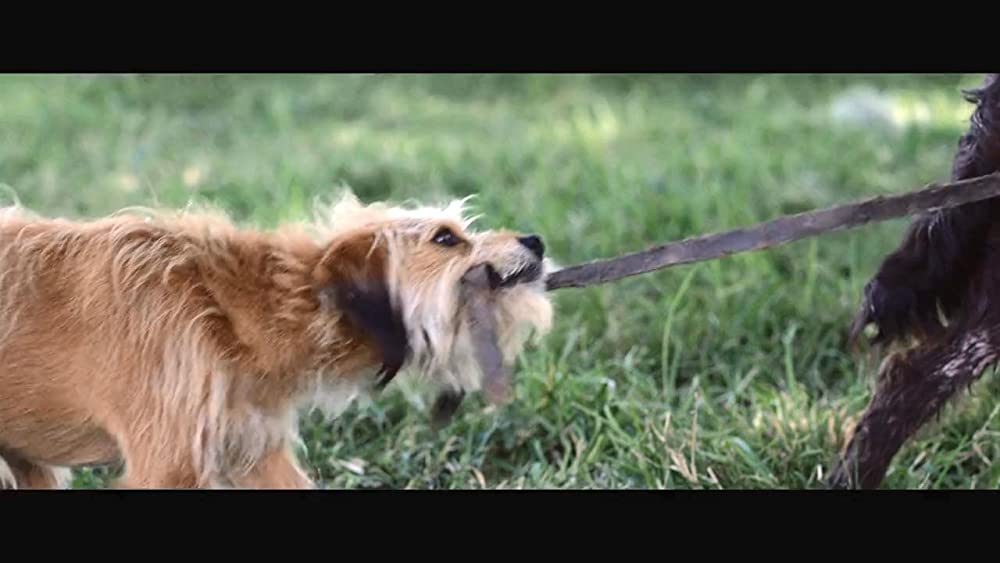 「ベンジー」の画像