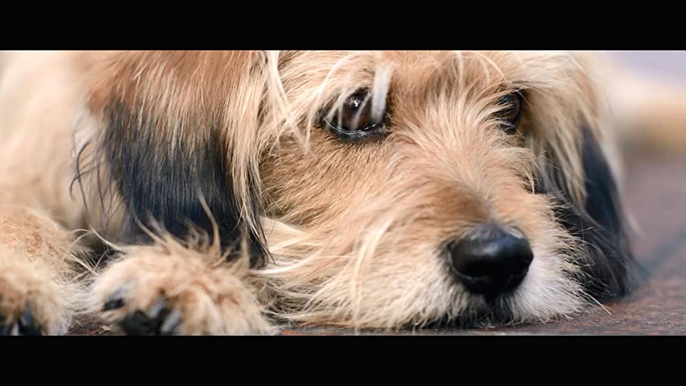 「ベンジー」の画像