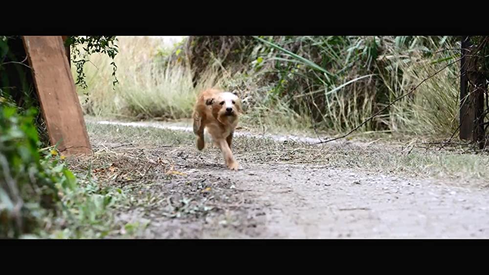 「ベンジー」の画像