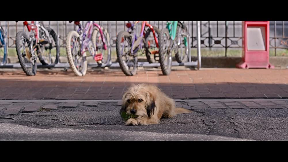 「ベンジー」の画像