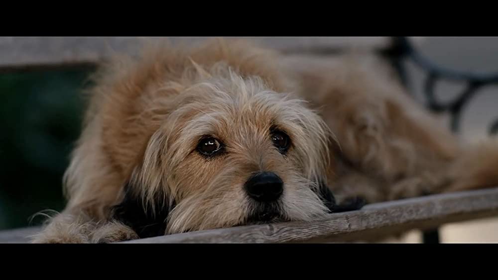 「ベンジー」の画像