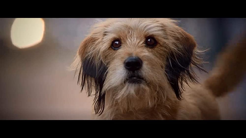 「ベンジー」の画像