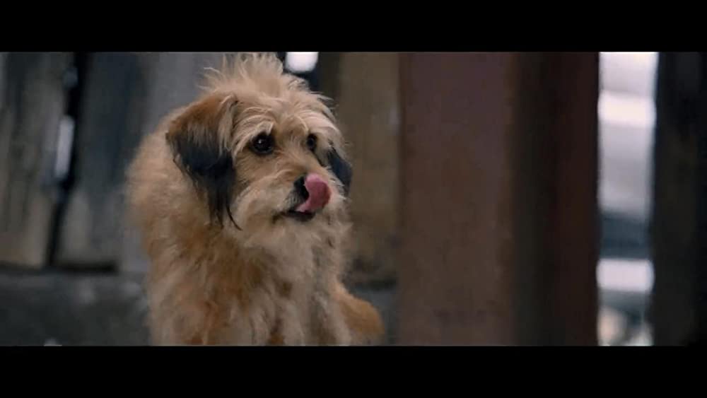 「ベンジー」の画像