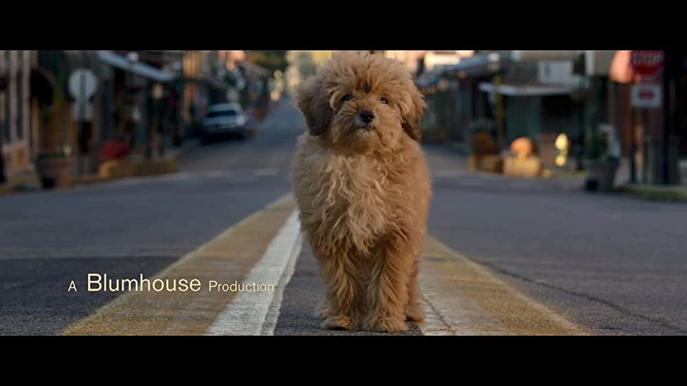 「ベンジー」の画像