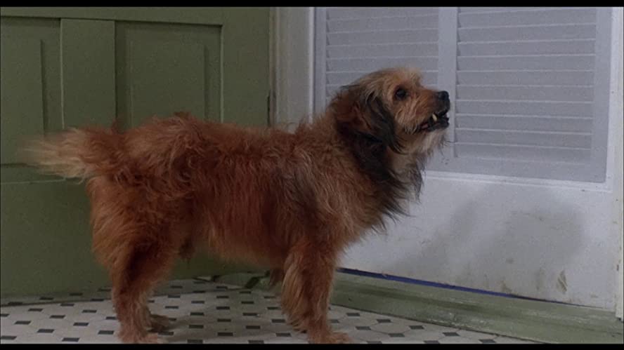 ベンジーの画像