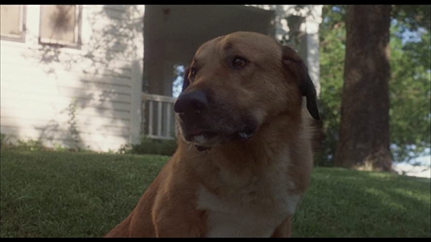 ベンジーの画像