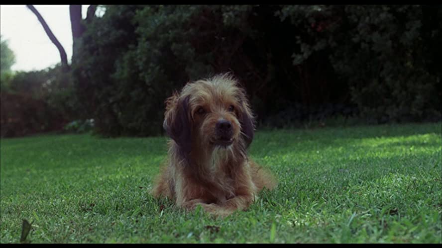 ベンジーの画像