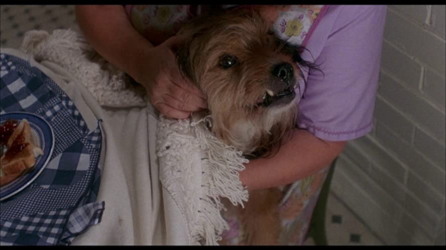 ベンジーの画像