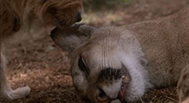 がんばれ！がんばれ！ベンジーの画像