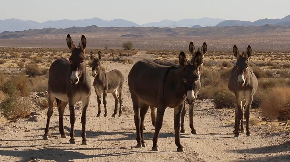 The Outwaters（原題）の画像
