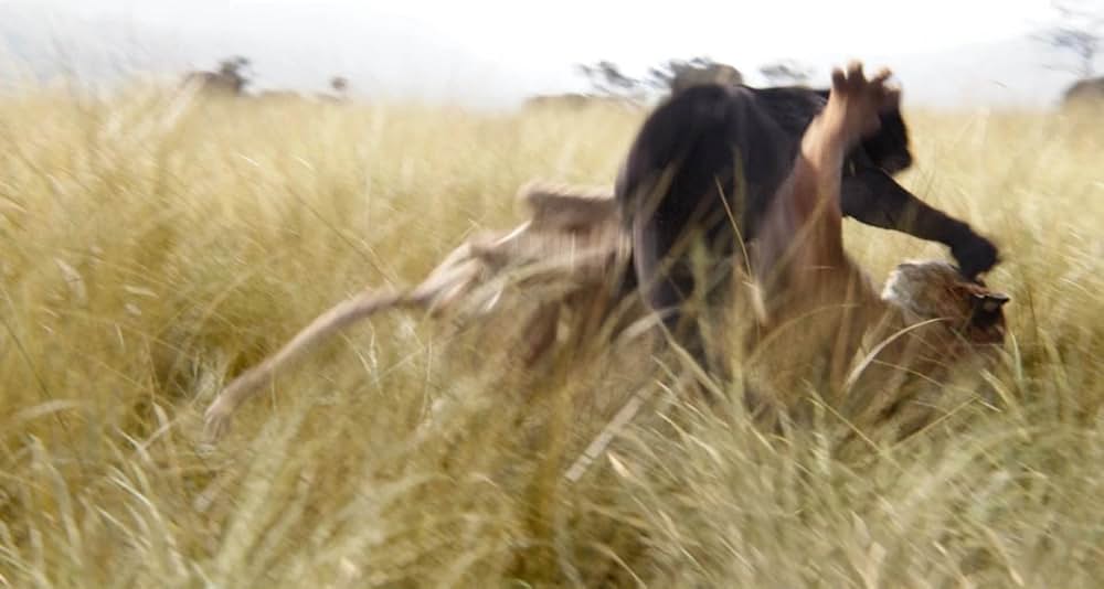 ジャングル・ブックの画像