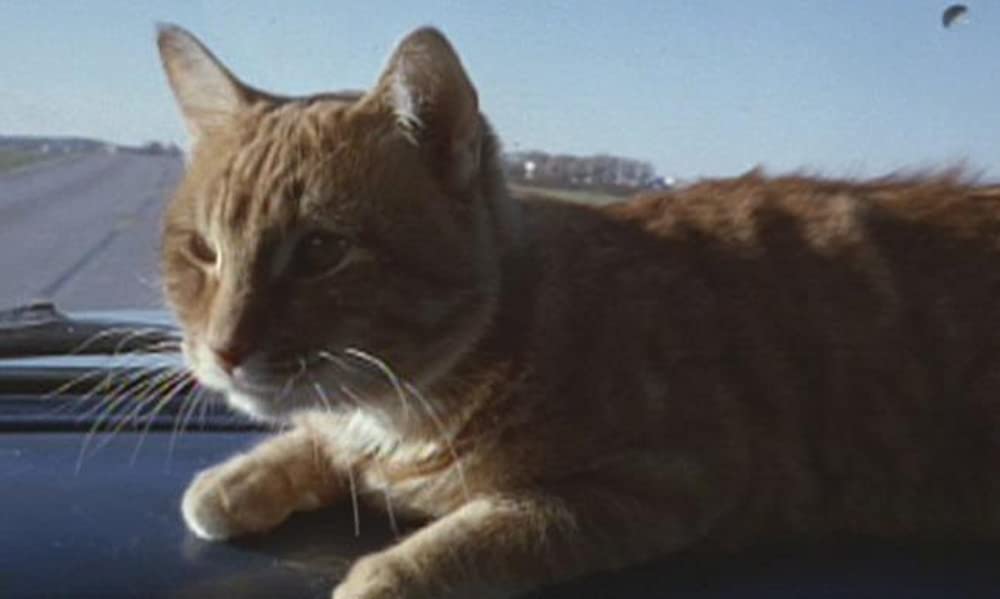 ハリーとトントの画像