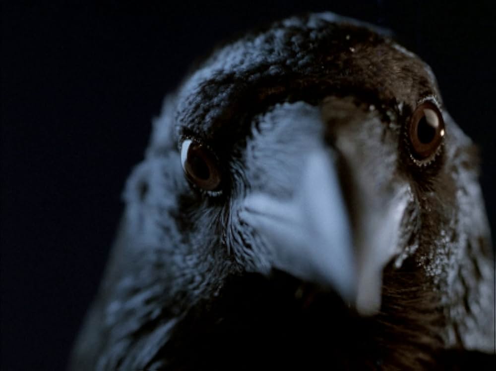 「新・鳥」の画像